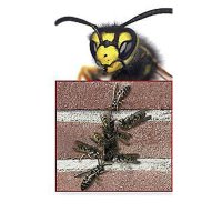 Bienenbeisser Fugenlüfter Stoßfugenlüfter rostfrei Farbig 70 mm